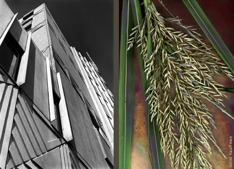 A Black and white architectural photograph of Lansing’s Sparrow Hospital juxtaposed to a color botanical photo of blades of grass with it’s inflourescence by architectural photographer Kim Kauffman.