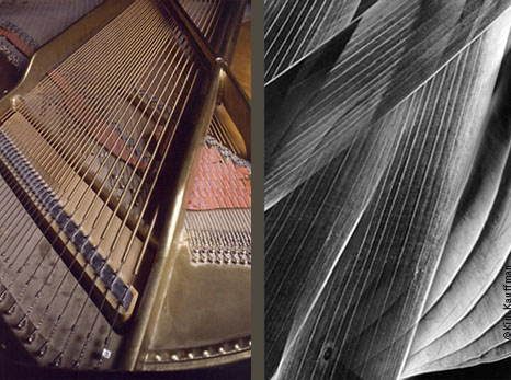 Veins in the black and white abstrat photo of blades of grass and hosta leaves mimic the graphic abstract color photo of the interior of a piano by abstract photographer Kim Kauffman.