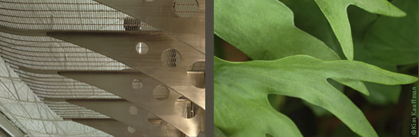 Two photos contemplating architectural forms of both a Lansing Community College building detail and the leaves of a Staghorn Fern by architectural photographer Kim Kauffman.