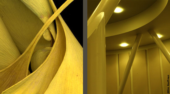 Two photos that reveal the architectural similarities between a botanical photo of Ginko leaves and an architectural detail by arcitecture photographer Kim Kauffman.